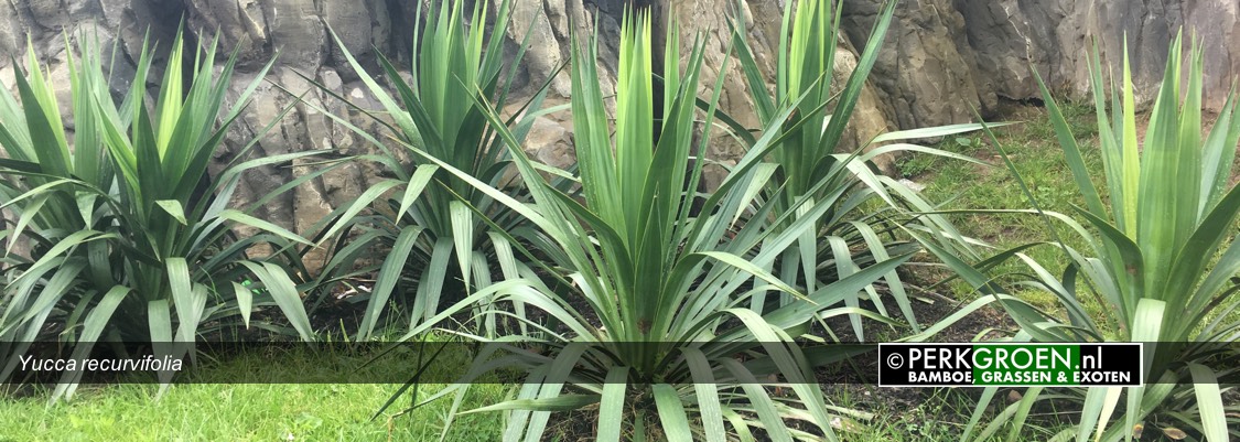 Yucca recurvilofia Yucca recurvilofia